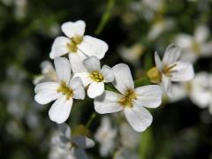 Řeřišničník Hallerův (Cardaminopsis halleri (L.) Hayek )