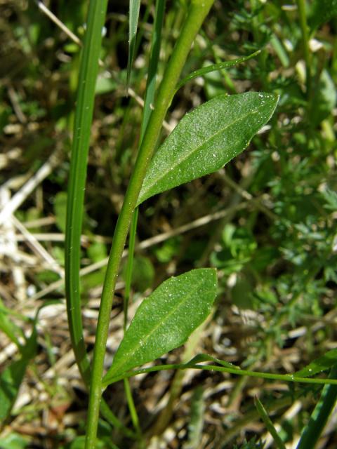 Řeřišničník Hallerův (Cardaminopsis halleri (L.) Hayek )