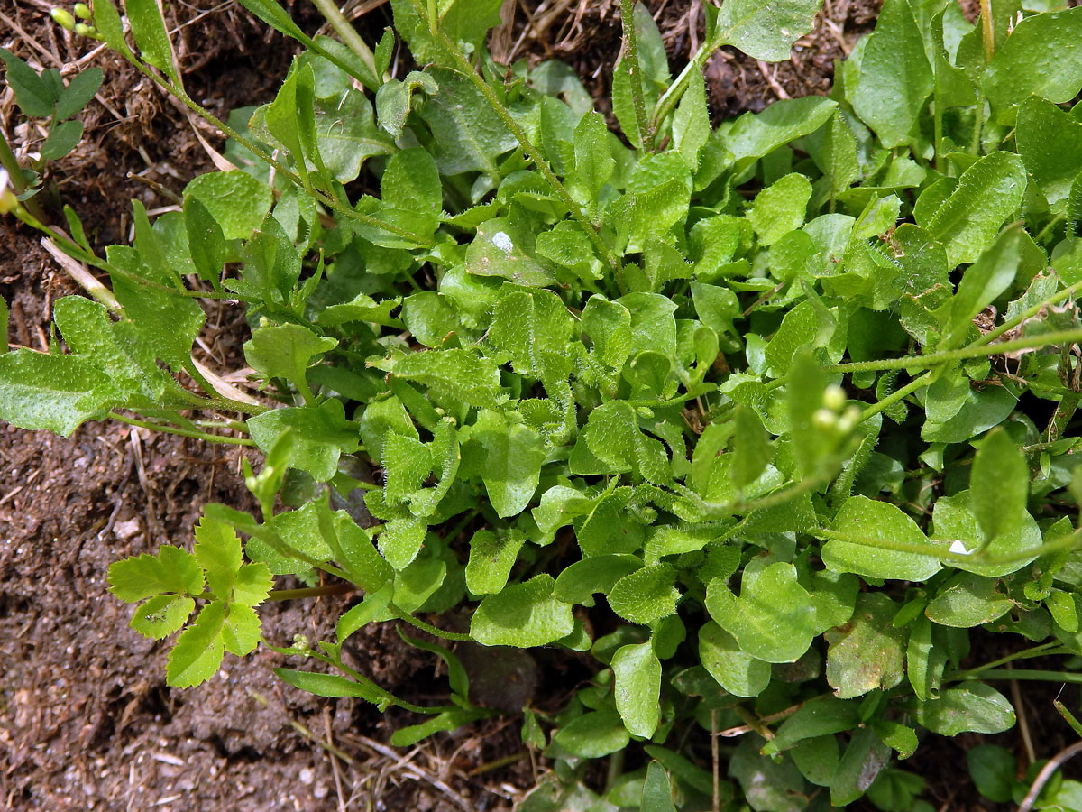 Řeřišničník Hallerův (Cardaminopsis halleri (L.) Hayek )