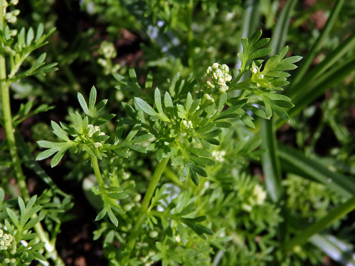 Vranožka podvojná (Lepidium didymum L.)