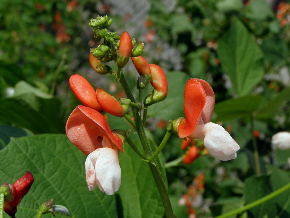 Fazol šarlatový (Phaseolus coccineus L.)