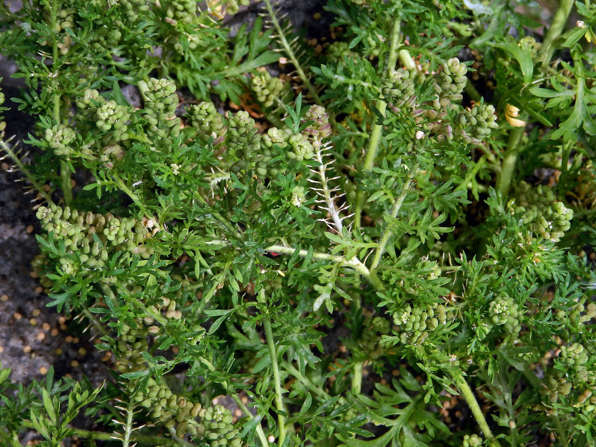 Vranožka podvojná (Lepidium didymum L.)