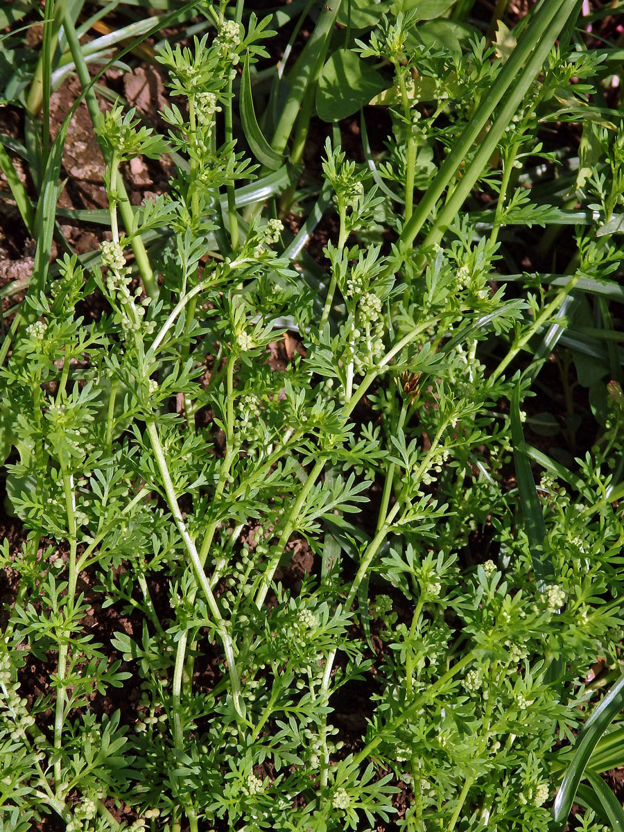 Vranožka podvojná (Lepidium didymum L.)