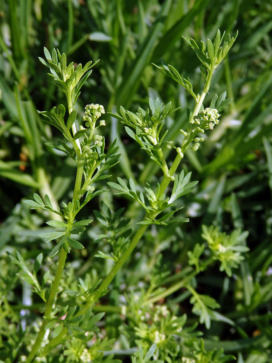 Vranožka podvojná (Lepidium didymum L.)