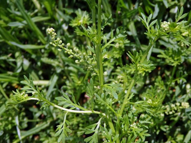 Vranožka podvojná (Lepidium didymum L.)