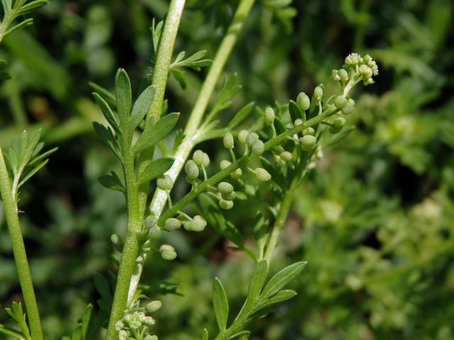 Vranožka podvojná (Lepidium didymum L.)