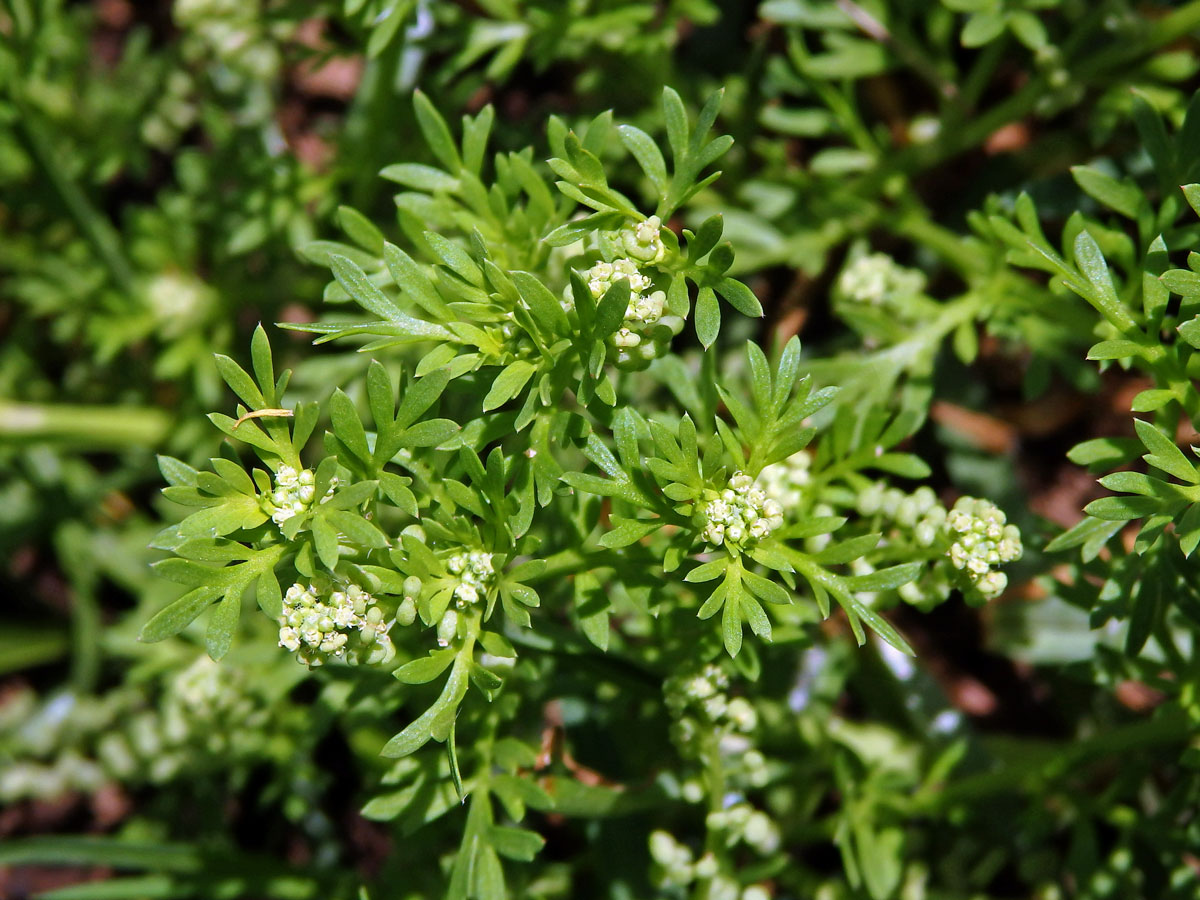 Vranožka podvojná (Lepidium didymum L.)