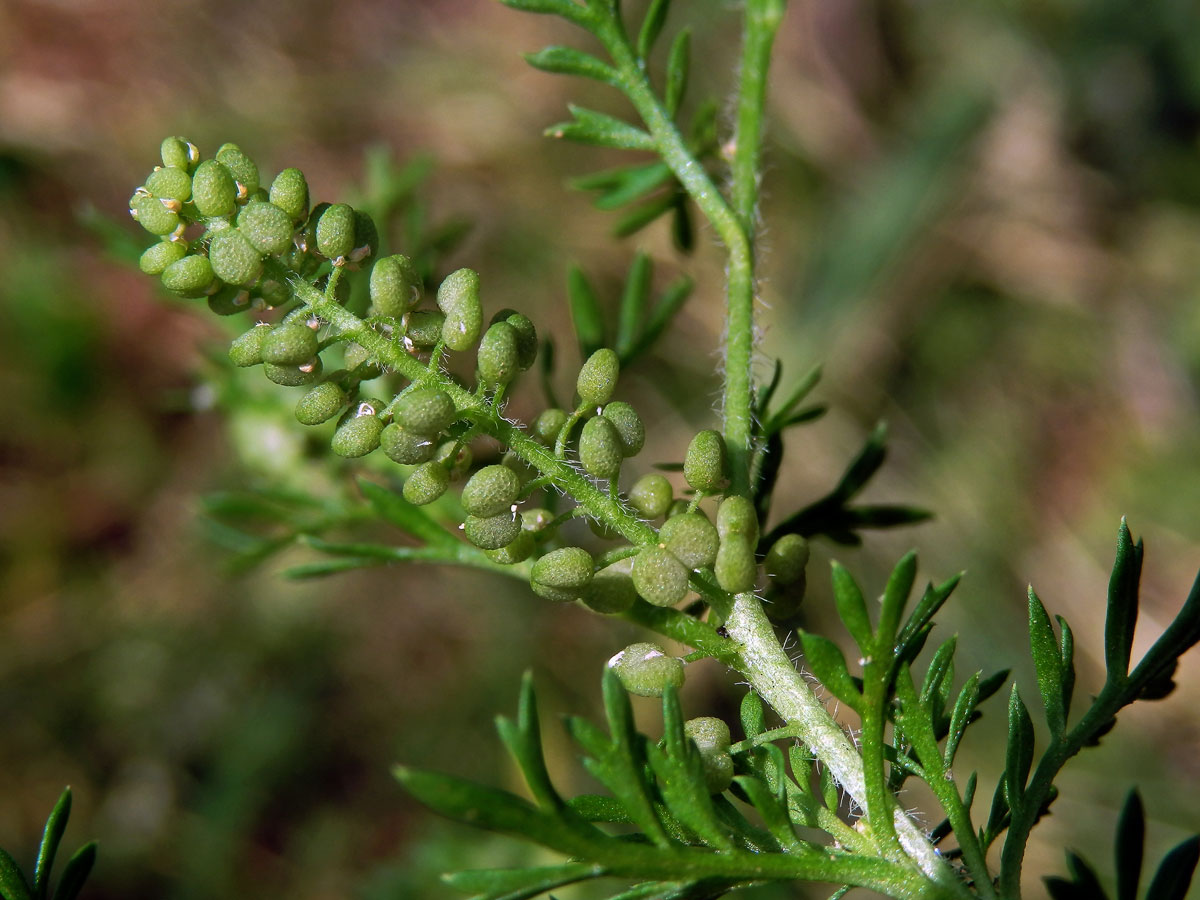 Vranožka podvojná (Lepidium didymum L.)