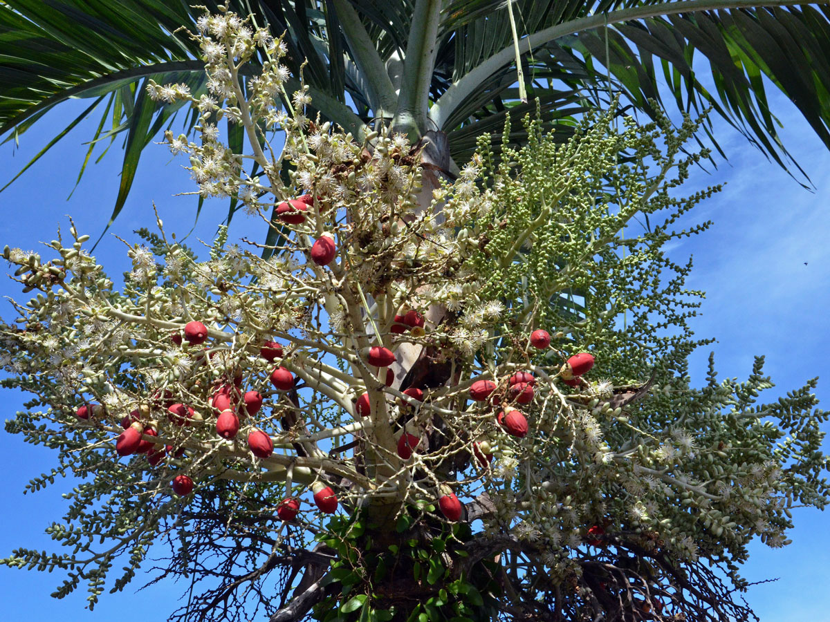 Adonidia merrillii (Becc.) Becc.