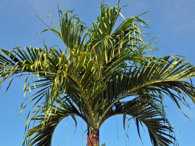 Adonidia merrillii (Becc.) Becc.