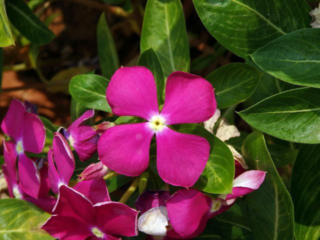 Catharanthus roseus (L.), čtyřčetný květ