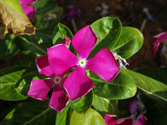 Catharanthus roseus (L.), čtyřčetný květ