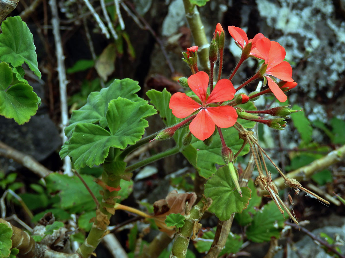 Pelargónie (Pelargonium inquinans (L.) L'Hér. ex Ait.)