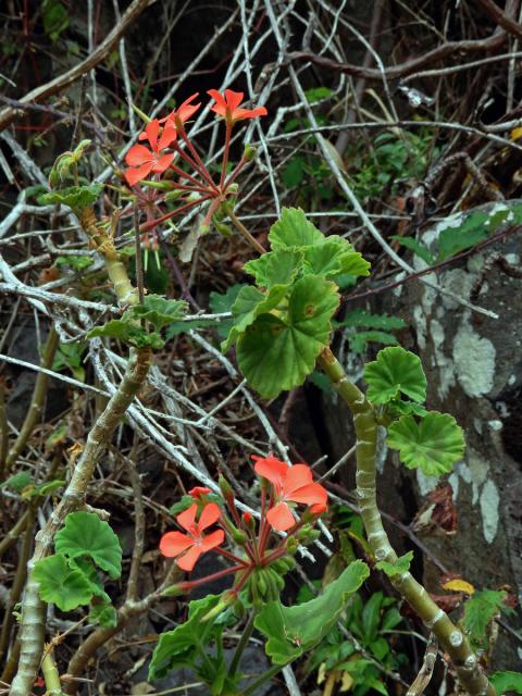 Pelargónie (Pelargonium inquinans (L.) L'Hér. ex Ait.)