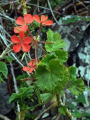 Pelargónie (Pelargonium inquinans (L.) L'Hér. ex Ait.)