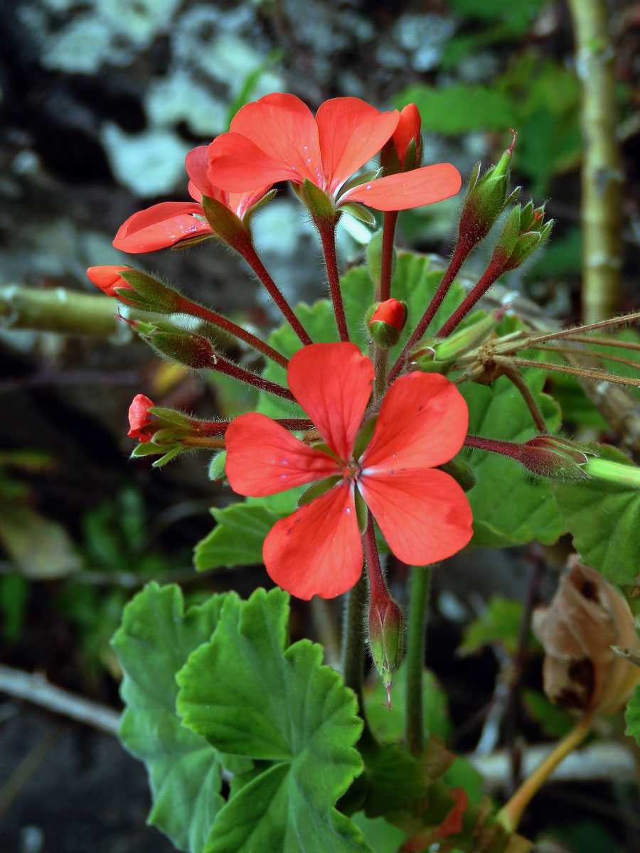 Pelargónie (Pelargonium inquinans (L.) L'Hér. ex Ait.)