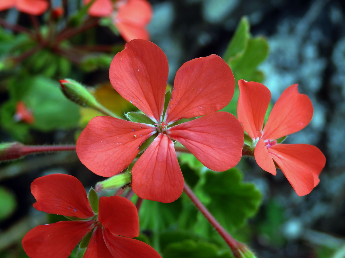 Pelargónie (Pelargonium inquinans (L.) L'Hér. ex Ait.)