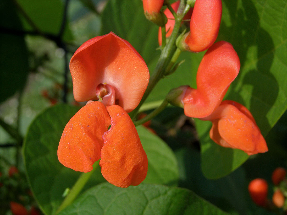 Fazol šarlatový (Phaseolus coccineus L.)