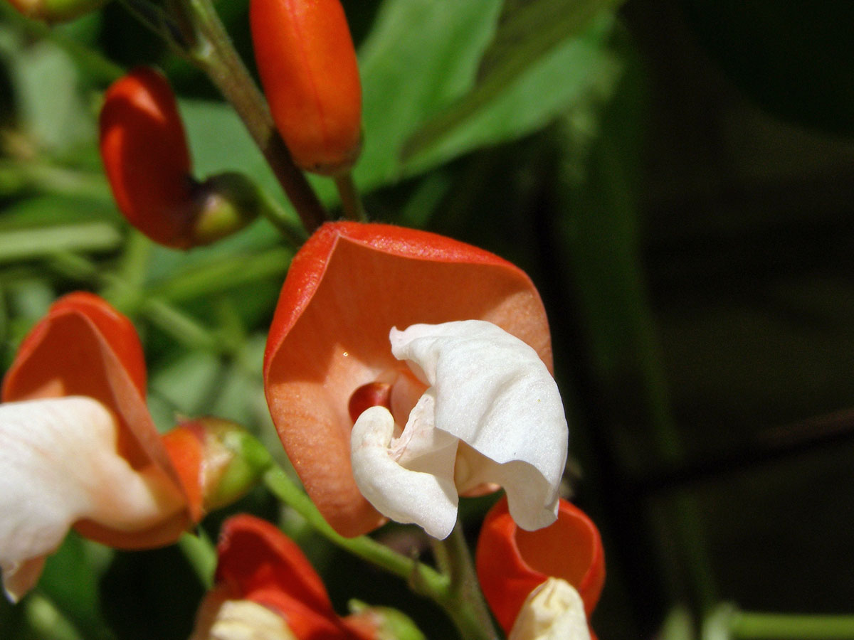 Fazol šarlatový (Phaseolus coccineus L.)