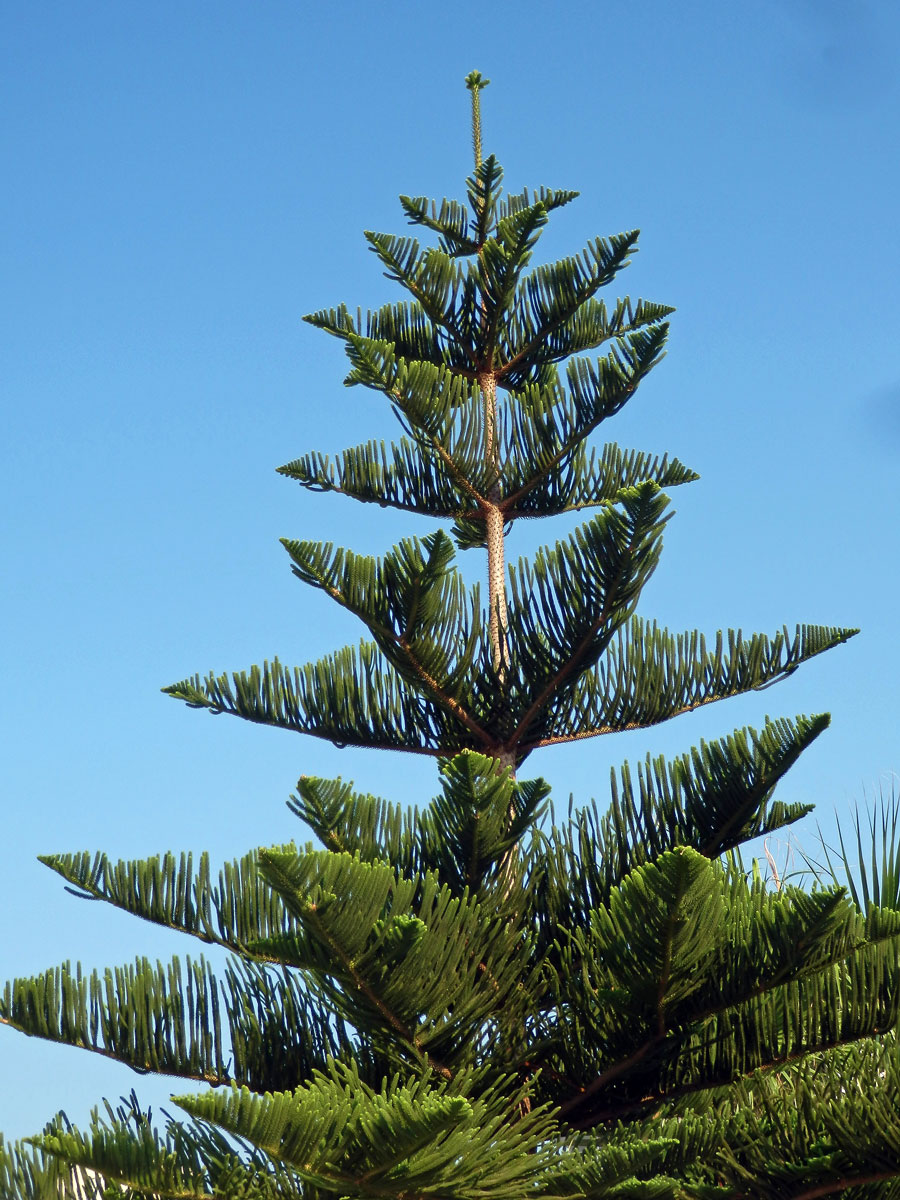 Blahočet ztepilý (Araucaria heterophylla (Salisb.) Franco)