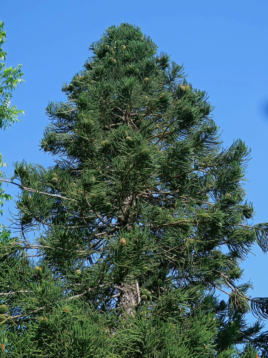 Blahočet ztepilý (Araucaria heterophylla (Salisb.) Franco)