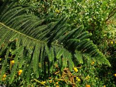 Blahočet ztepilý (Araucaria heterophylla (Salisb.) Franco)