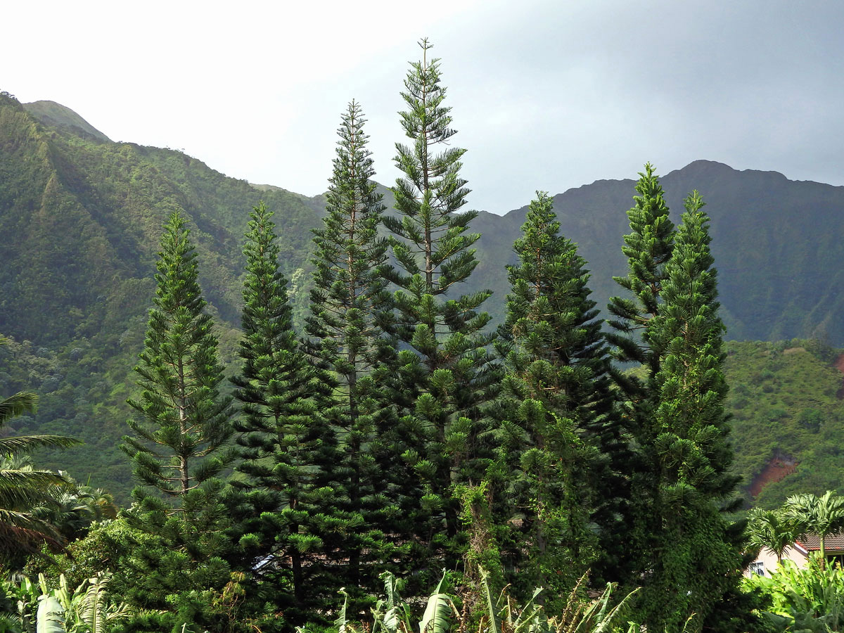 Araucaria columnaris (J. R. Forst.) Hook.