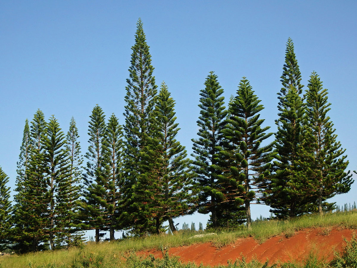 Araucaria columnaris (J. R. Forst.) Hook.