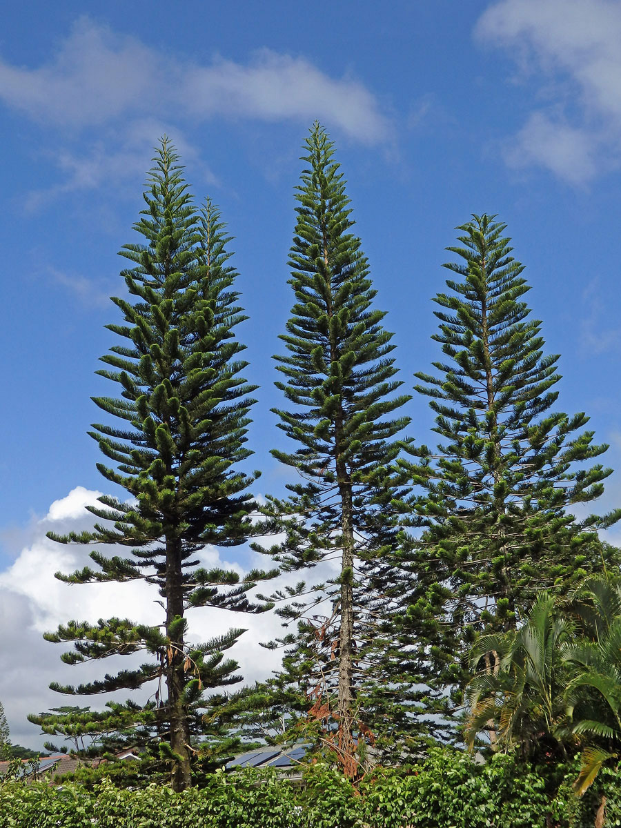 Araucaria columnaris (J. R. Forst.) Hook.