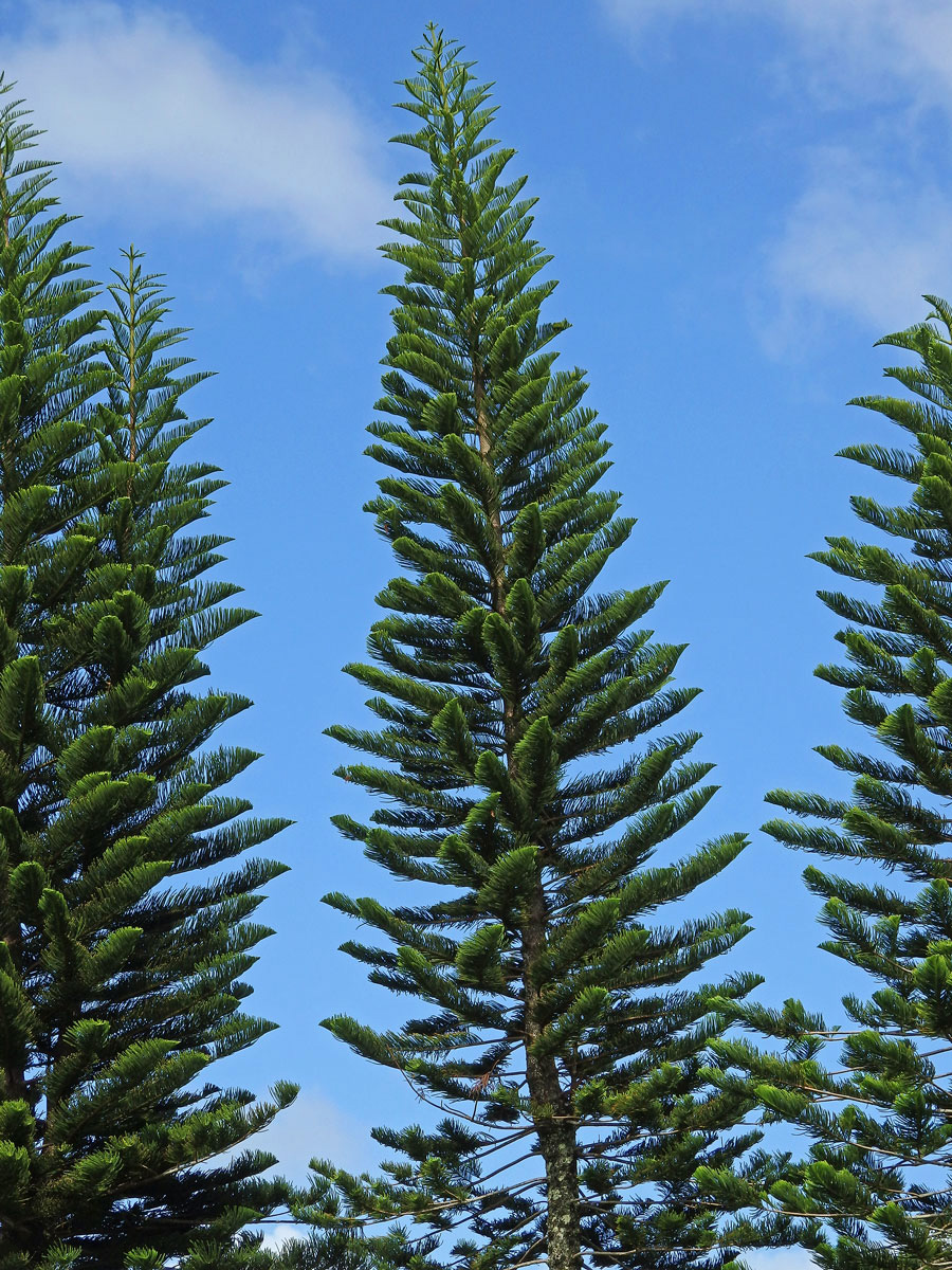 Araucaria columnaris (J. R. Forst.) Hook.