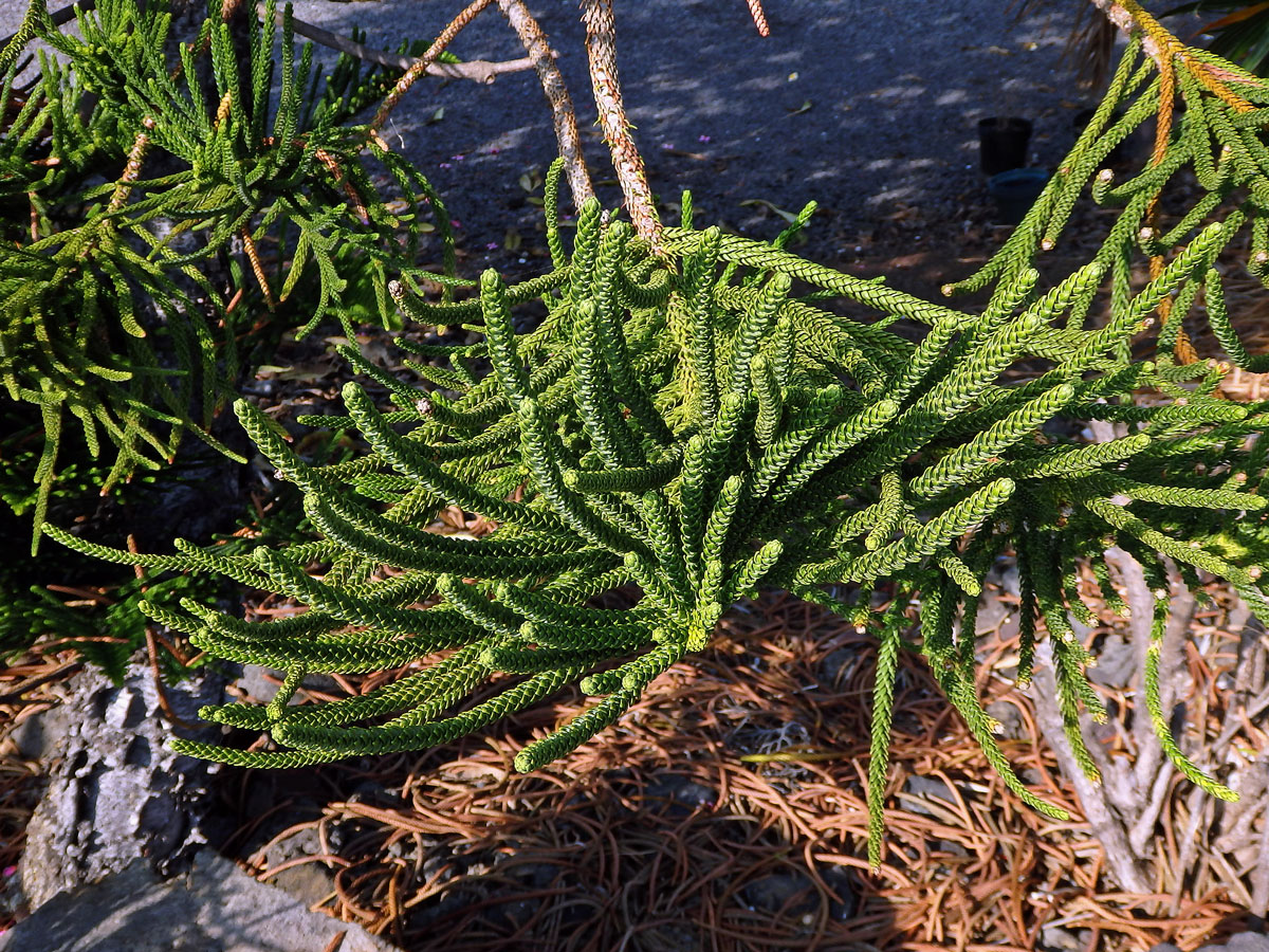 Araucaria columnaris (J. R. Forst.) Hook.