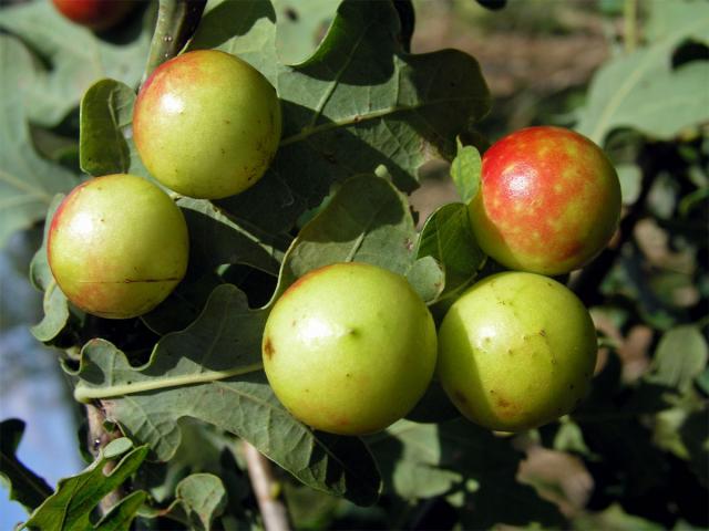 Hálky žlabatky dubové (Cynips quercusfolii)