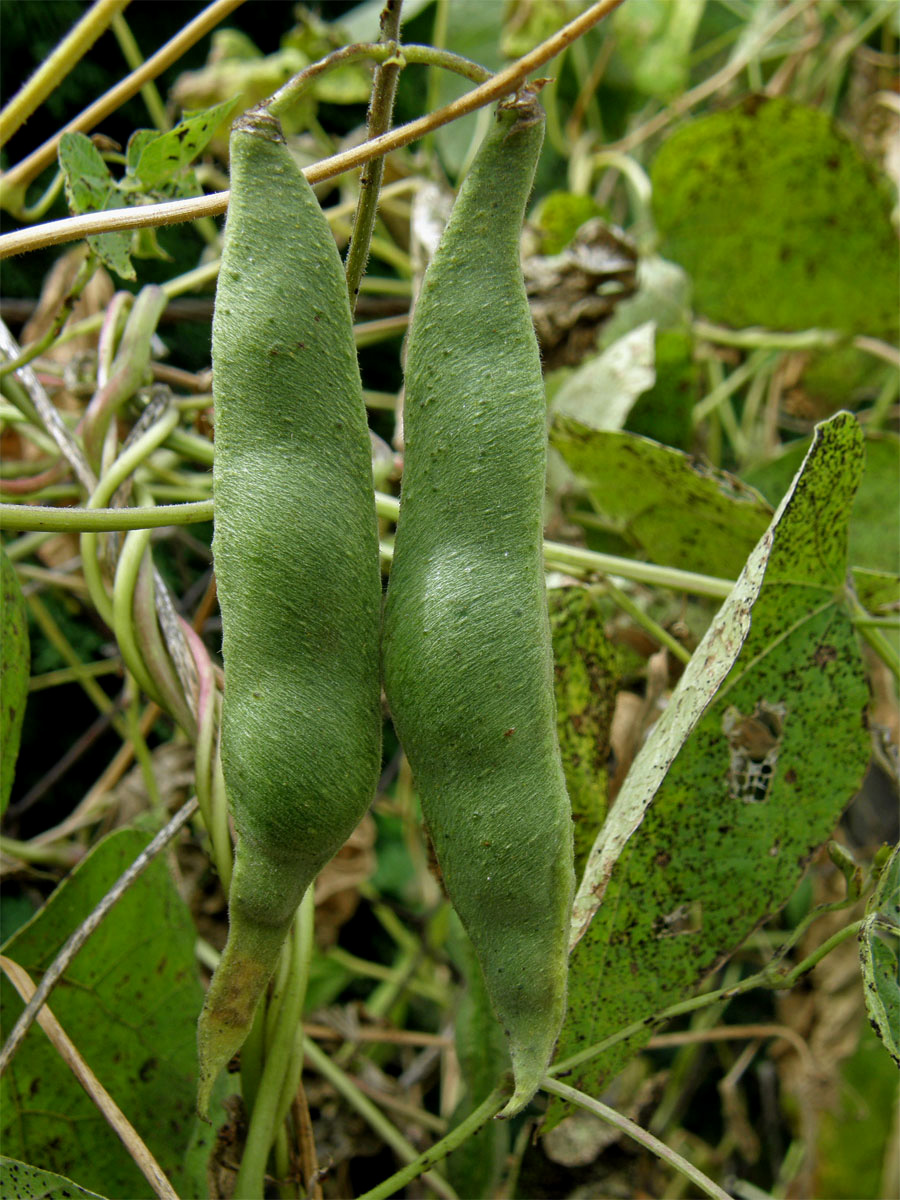 Fazol šarlatový (Phaseolus coccineus L.)