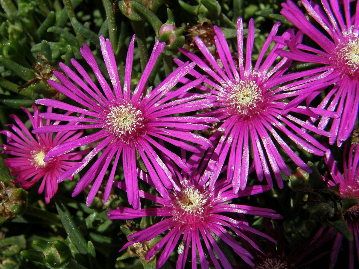 Delosperma (Delosperma cooperi L. Bolus)