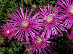 Delosperma (Delosperma cooperi L. Bolus) 