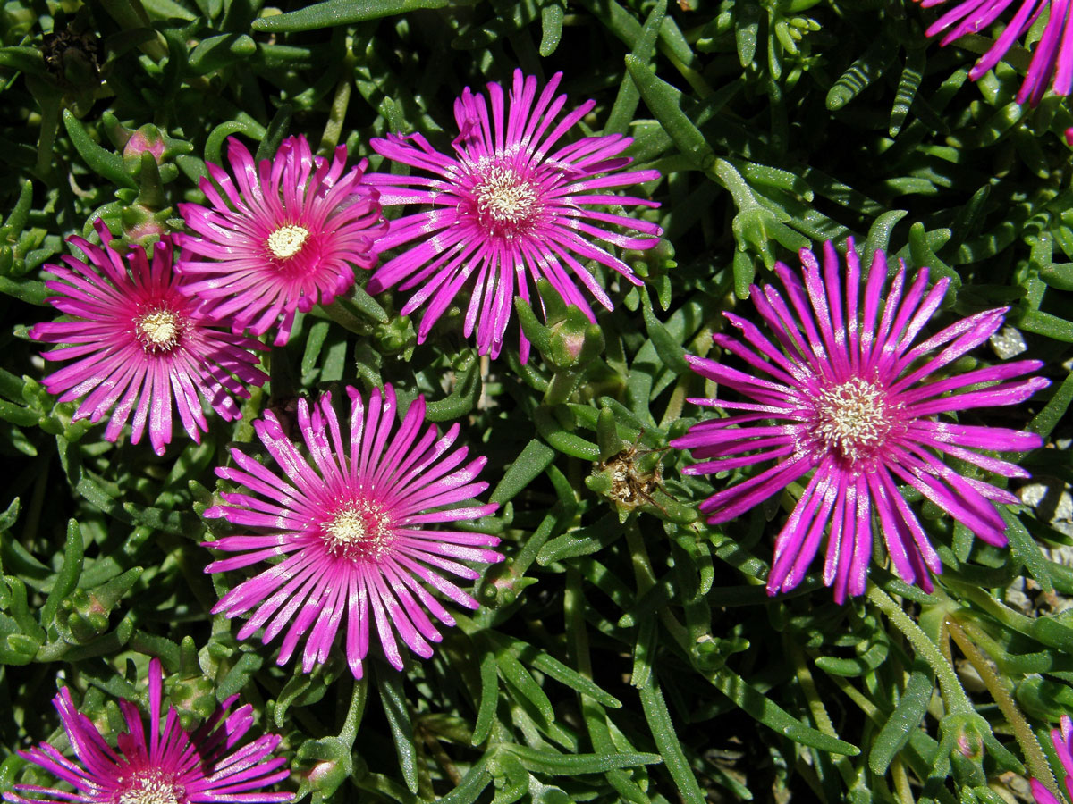 Delosperma (Delosperma cooperi L. Bolus)