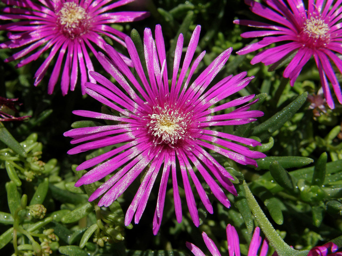 Delosperma (Delosperma cooperi L. Bolus)