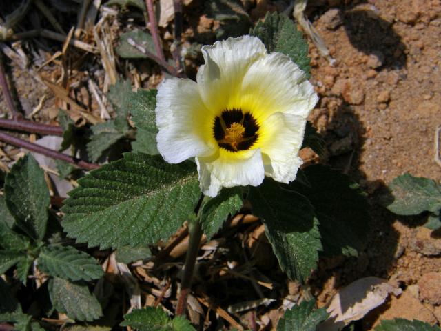 Pastala (Turnera subulata Sm.)