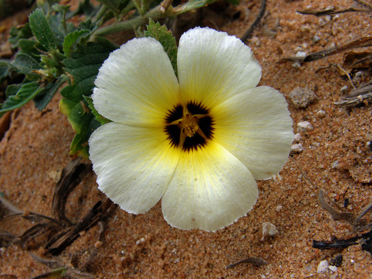 Pastala (Turnera subulata Sm.)