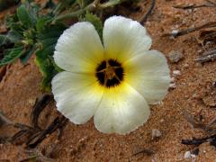 Pastala (Turnera subulata Sm.)