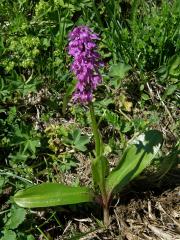 Vstavač mužský (Orchis mascula(L.) L.)