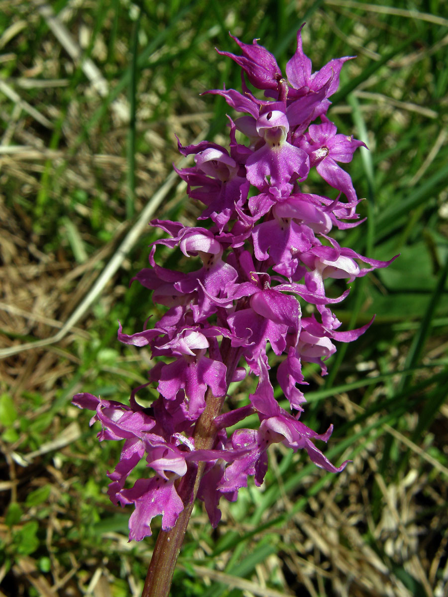 Vstavač mužský (Orchis mascula(L.) L.)