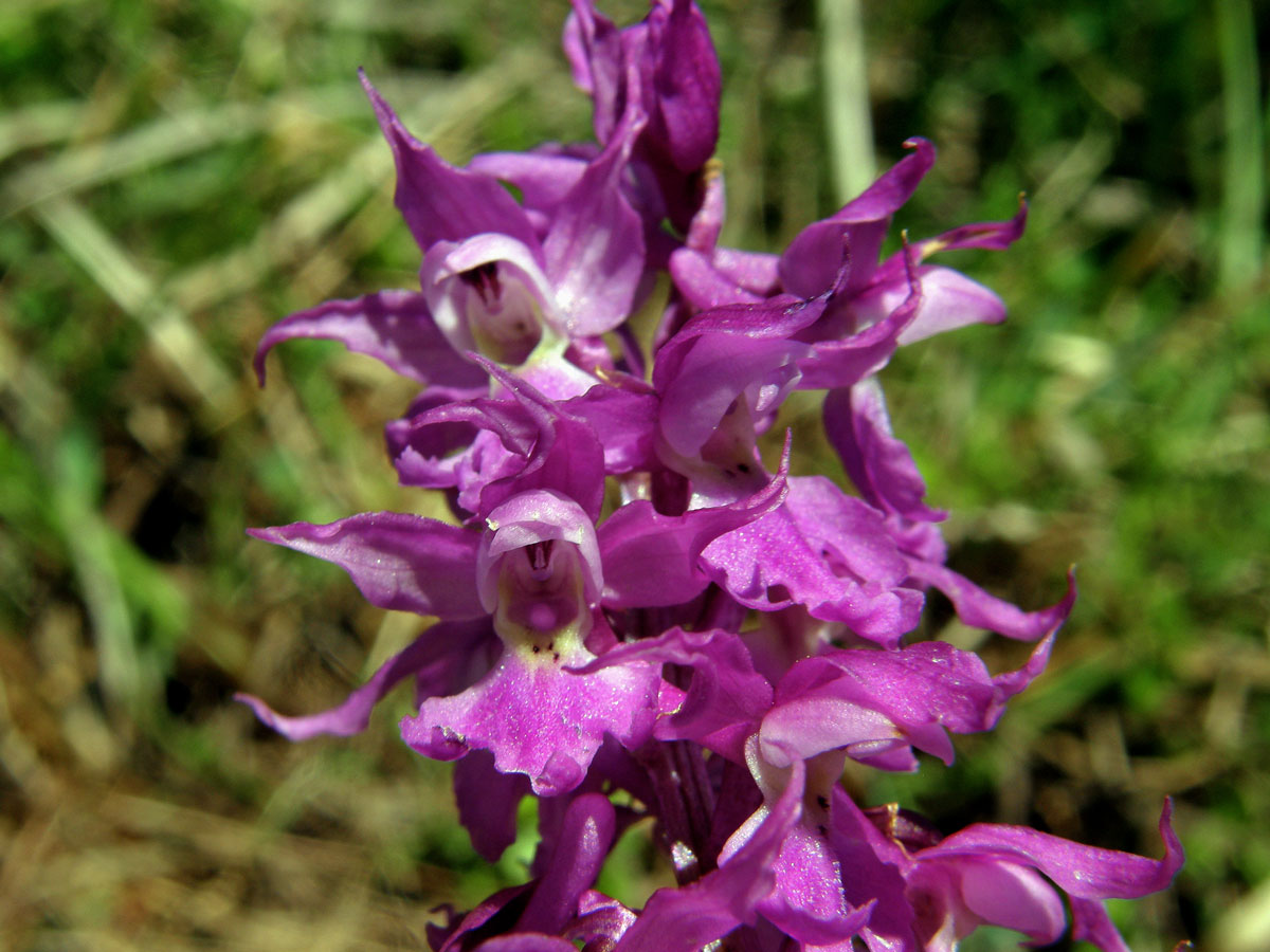 Vstavač mužský (Orchis mascula(L.) L.)