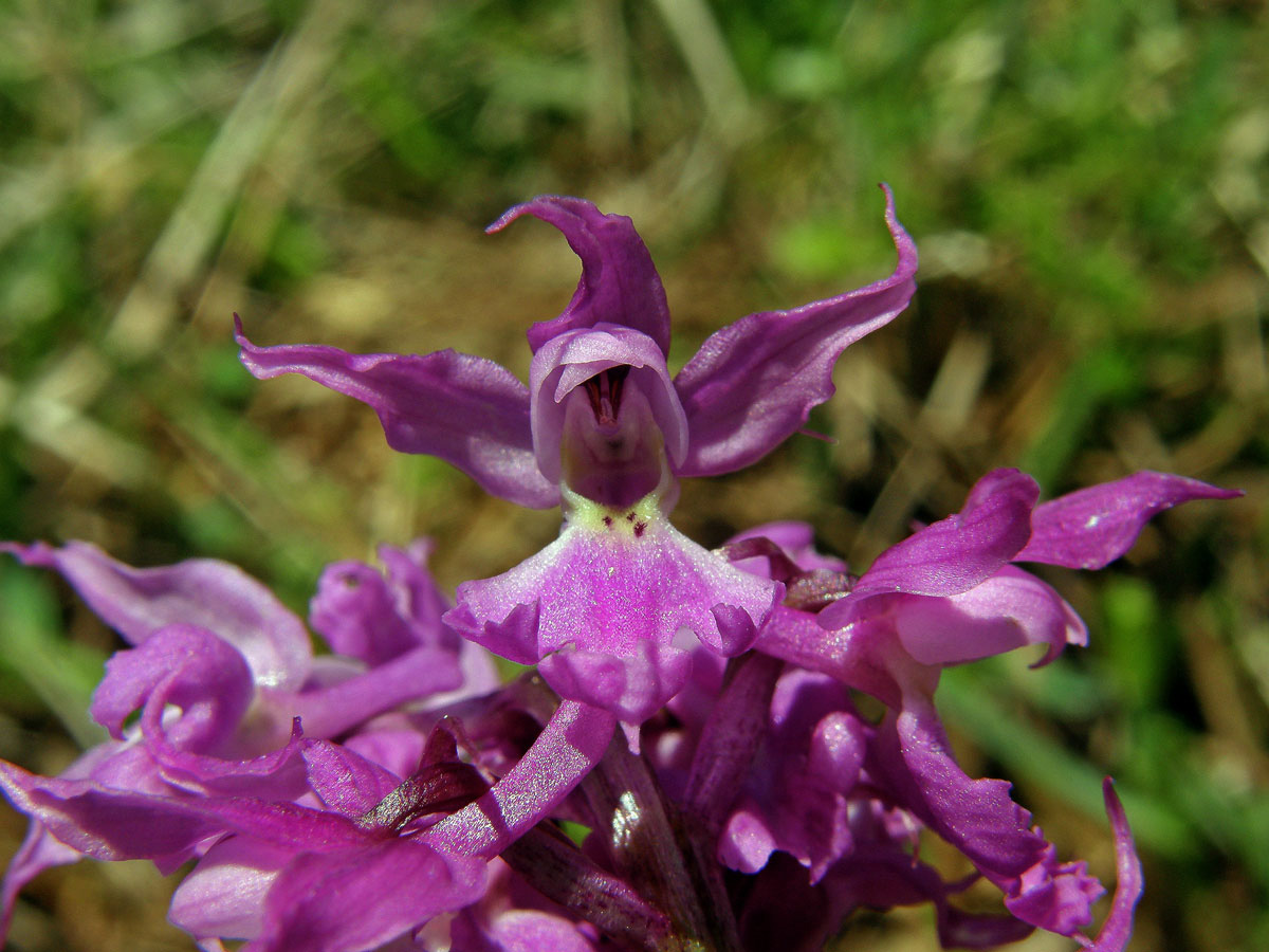 Vstavač mužský (Orchis mascula(L.) L.)