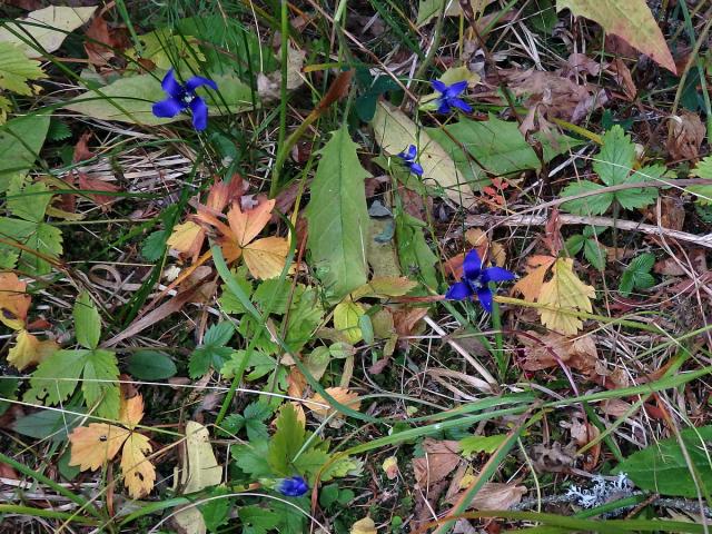 Hořec (hořeček) brvitý (Gentianopsis ciliata  (L.) Ma)