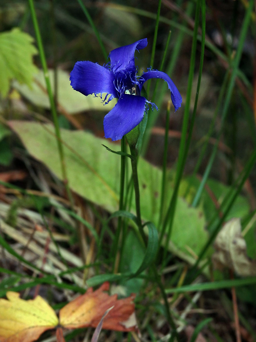 Hořec (hořeček) brvitý (Gentianopsis ciliata  (L.) Ma)