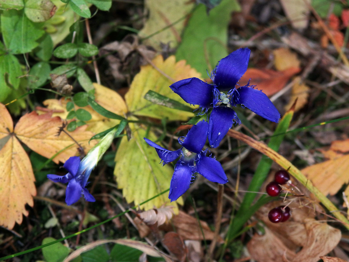 Hořec (hořeček) brvitý (Gentianopsis ciliata  (L.) Ma)