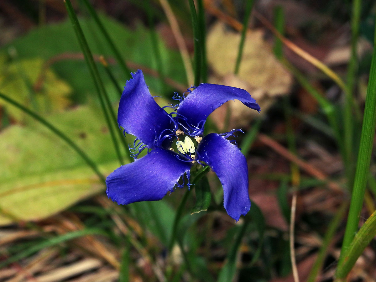 Hořec (hořeček) brvitý (Gentianopsis ciliata  (L.) Ma)