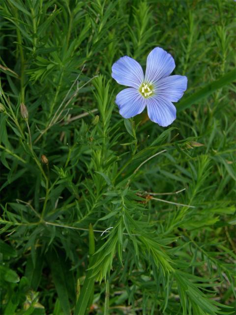 Len horský (Linum extraaxillare Kit.)