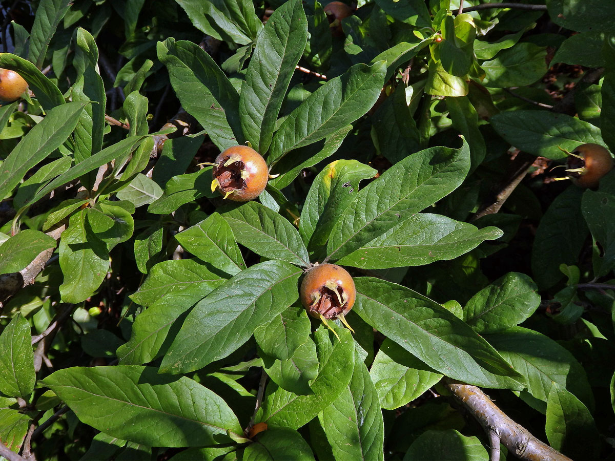 Mišpule obecná (Mespilus germanica L.)